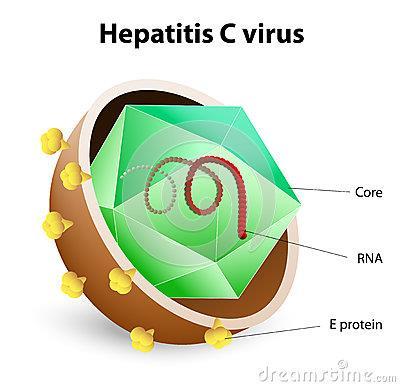 1.1. Хепатитис С вирус 1.1.1. Опште карактеристике Вирус С хепатитиса припада фамилији Flaviviridae, али је због својих специфичности у односу на остале флавивирусе издвојен у посебан род Hepacivirus (9, 10).