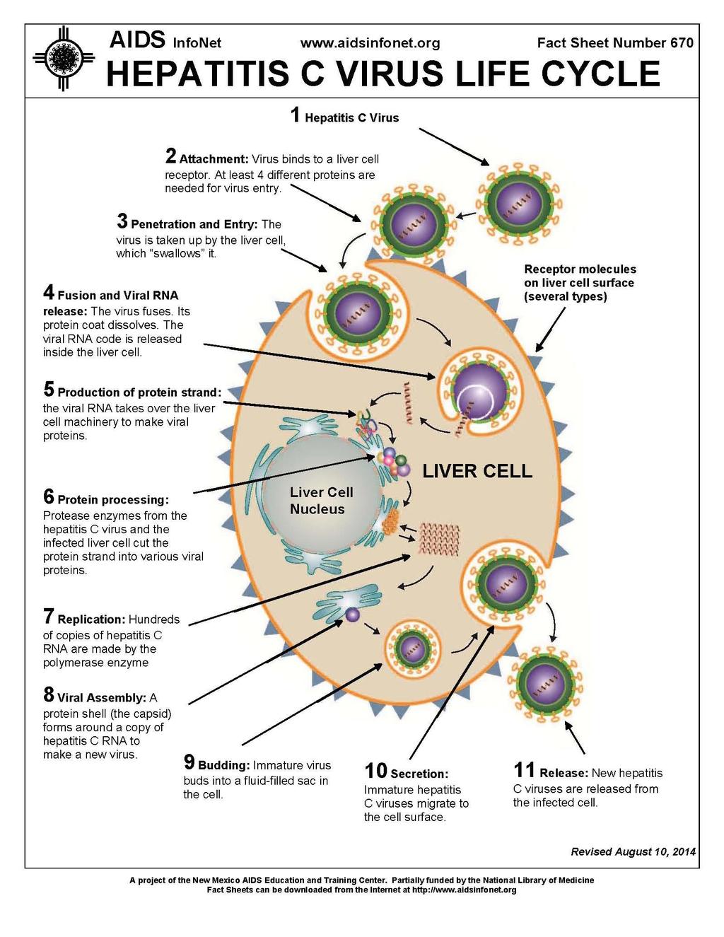 ЖИВОТНИ ЦИКЛУС ХЕПАТИТИС С ВИРУСА 1 Хепатитис С вирус 2.Везивање: Вирус се везује за рецепторе. Најмање 4 протеина су неопходна за лазак у ћелију. 3.