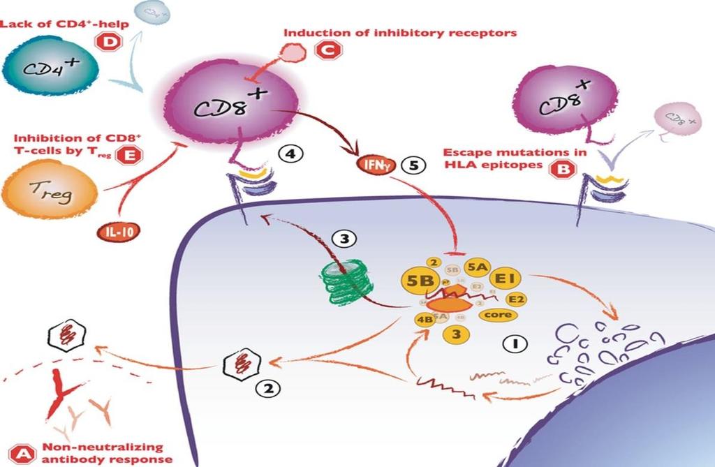 Мањак CD4 Индукција инхибиторних рецептора Инхибиција CD8 Т лимфоцита Избјегавање мутација у HLA епитопима Одговор неутралишућих антитијела Слика 7.