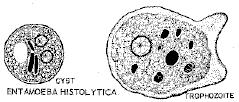 Entamoeba histolytica (complex E. histolytica/e. dispar) 500 mil indivizi infectaţi cu E. histolytica/e. dispar (10x mai mult E. dispar) 48 mil cazuri noi/an (OMS, 1998) 70.