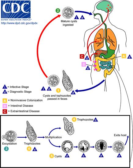 Ciclul de viaţă Ingestie chist (alimente, apă, mâini) Intestin subţire (dechistare) Trofozoiţii migrează spre intestin gros Diviziune Închistare (colon) Materii fecale (trofozoiţi, chişti) Patogenie