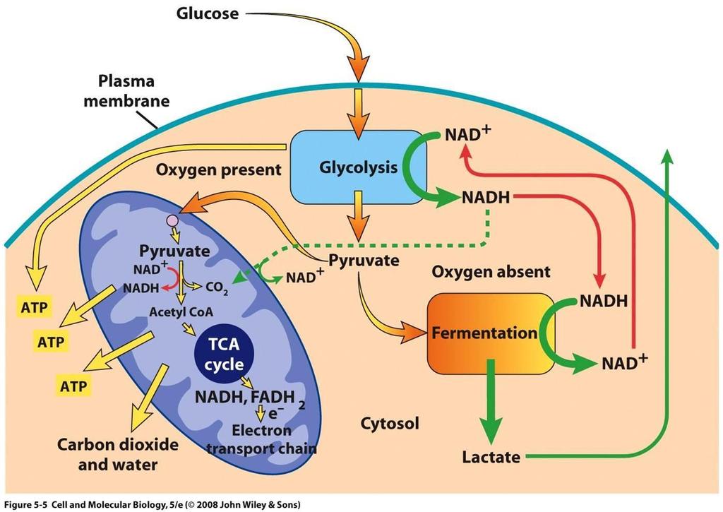 Лактат дехидрогеназа (енгл. Lactate dehydrogenase, LDH) је ензим који учествује у конверзији пирувата у лактат у оквиру анаеробне гликолизе, укључујући и оксидацију NADH у NAD+ (Слика 1.3.) [85].