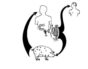 Remembering the Life Cycle Huma (Definitive n host) Ingestion of infected pork, poorly cooked: Taeniasis Ingestion of T.