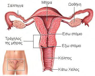 1.ΓΕΝΙΚΟ ΜΕΡΟΣ 1.1. ΑΝΑΤΟΜΙΑ ΓΕΝΝΗΤΙΚΟΥ ΣΥΣΤΗΜΑΤΟΣ Η μήτρα είναι ένα όργανο τοποθετημένο στη μικρή πύελο ανάμεσα στην ουροδόχο κύστη και στο παχύ έντερο.