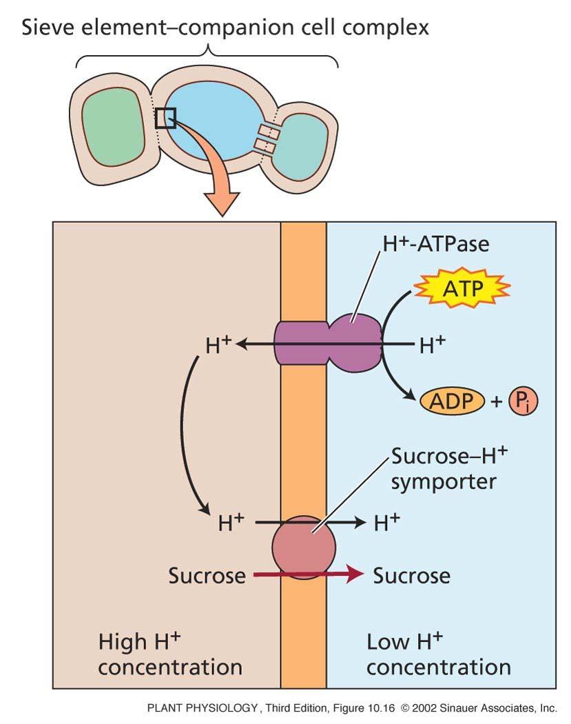 kompleks sitke in celice spremljevalke Saharoza se preko membrane prenaša s sekundarnim aktivnim