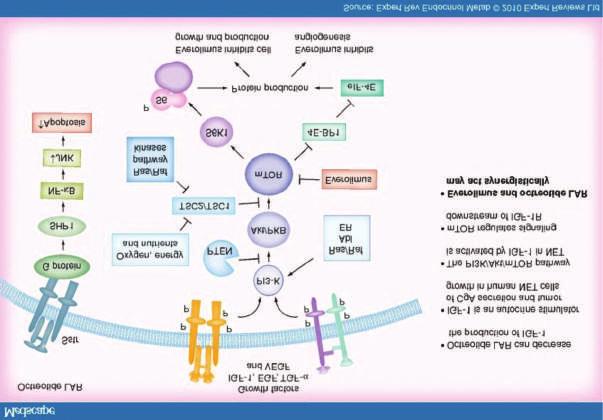 Θέμα Everolimus (Afinitor) είναι ένας αναστολέας της mtor κινάσης.