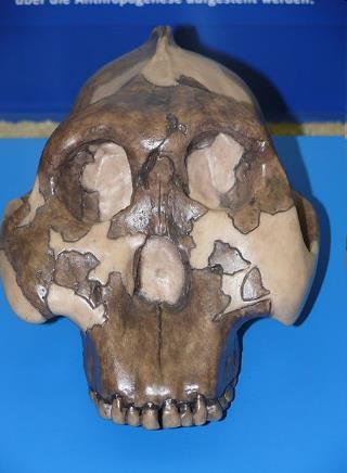 ), и ардипитекус рамидис (Ardipithecus ramidus), кој живеел пред околу 4,4 милиони години (откриен