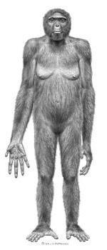 Двата вида австралопитекуси изгледале како исправени шимпанза: биле високи само 1-1,5 м, немале