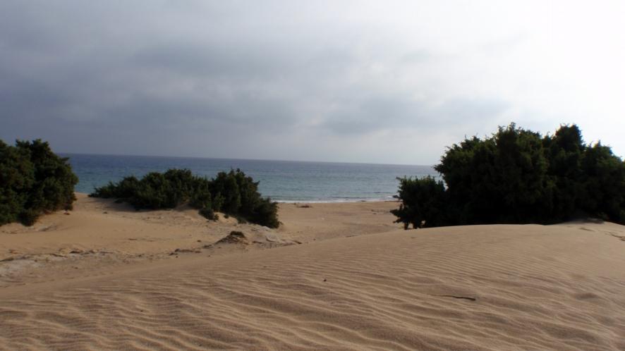 ACTIONS FOR THE CONSERVATION OF COASTAL DUNES WITH JUNIPERUS spp.