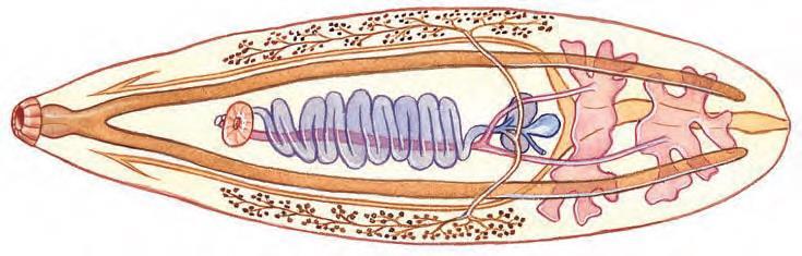 3. ΦΥΛΟ: ΠΛΑΤΥΕΛΜΙΝΘΕΣ (Platyhelminthes) - Ομοταξία/Κλάση: Τρηματώδεις Υφομοταξία/Υποκλάση: Διγενείς (Το παράδειγμα του ηπατικού Τρηματώδους Clonorchis sinensis (μήκος 10-20 mm) - Περίπου το 80% του