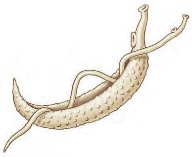 3. ΦΥΛΟ: ΠΛΑΤΥΕΛΜΙΝΘΕΣ (Platyhelminthes) - Ομοταξία/Κλάση: Τρηματώδεις Υφομοταξία/Υποκλάση: Διγενείς (Το παράδειγμα του Τρηματώδους του αίματος Schistosoma mansoni) - Η σχιστοσωμίαση αποτελεί μια από