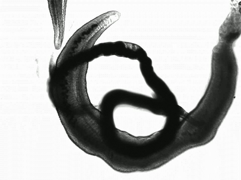 - Οι δύο κλάδοι του πεπτικού συστήματος ενώνονται στο οπίσθιο τμήμα του σώματος. S. mansoni: στα φλεβίδια του παχέος εντέρου (ενδιάμεσος ξενιστής: σαλιγκάρια του γένους Biomphalaria). S. japonicum: στα φλεφίδια του λεπτού εντέρου (ενδιάμεσος ξενιστής: σαλιγκάρια του γένους Oncomelania).