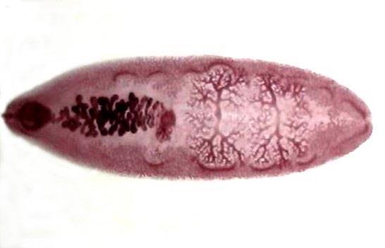 3. ΦΥΛΟ: ΠΛΑΤΥΕΛΜΙΝΘΕΣ (Platyhelminthes) - Ομοταξία/Κλάση: Τρηματώδεις Υφομοταξία/Υποκλάση: Διγενείς
