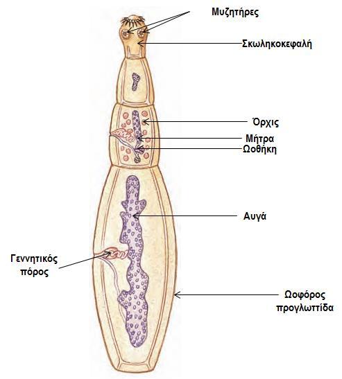 3. ΦΥΛΟ: ΠΛΑΤΥΕΛΜΙΝΘΕΣ (Platyhelminthes) - Ομοταξία/Κλάση: Κεστώδεις/ταινίες