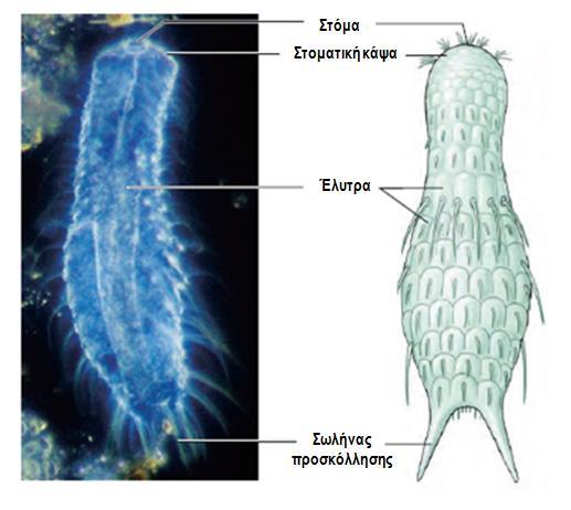 4. ΦΥΛΟ: ΓΑΣΤΕΡΟΤΡΙΧΑ (Gastrotricha)/ 400-450 είδη - Μικρά, κοιλιακά πεπλατυσμένα ζώα (1-3 mm). - Δεν έχουν στέμμα και μάστακα. - Διαθέτουν σώμα με σμήριγγες ή έλυτρα.