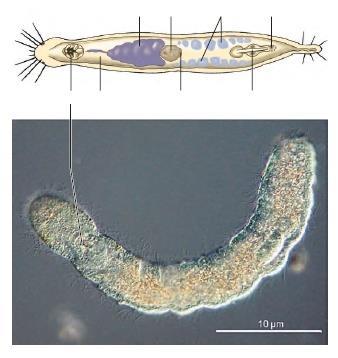 5. ΦΥΛΟ: ΓΝΑΘΟΣΤΟΜΟΥΛΙΔΙΑ (Gnathostomulida)/ 80 είδη - Ανήκουν στον κλάδο των Γναθοφόρων 1 - Λεπτεπίλεπτα σκωληκόμορφα με μήκος <2 mm.