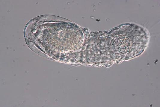 - Κυτταρική επιδερμίδα με ραχιαίες πλάκες (απουσία κοιλιακών).