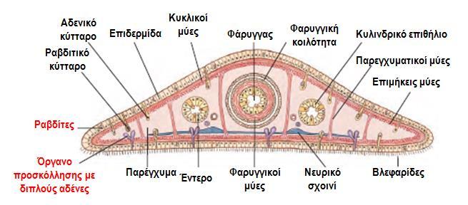 στους Στροβιλιστικούς.