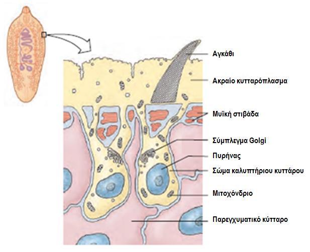 3. ΦΥΛΟ: ΠΛΑΤΥΕΛΜΙΝΘΕΣ (Platyhelminthes) - Μορφή και λειτουργία Συγκυτιακό κάλυμμα ή νεοδερμίδα (Τρηματώδεις, Μονογενείς και Κεστώδεις/Κλάδος Νεόδερμα) - Μία κυτταρική μεμβράνη περικλείει πολλούς
