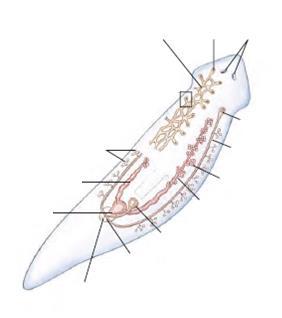 3. ΦΥΛΟ: ΠΛΑΤΥΕΛΜΙΝΘΕΣ (Platyhelminthes) - Μορφή και λειτουργία (Απέκκριση & ωσμορρύθμιση) - Ύπαρξη πρωτονεφριδίων