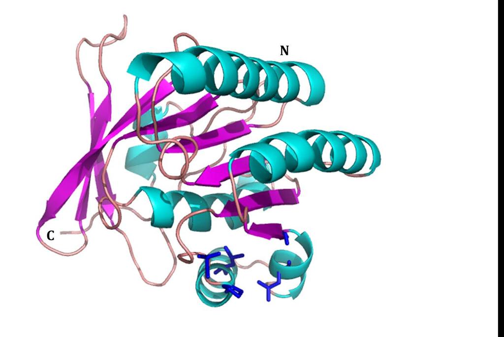 Όμως σημαντική είναι η δομή RAD51-F166Α με μεταλλαγμένη την Phe 166 σε Αla με οδηγό την 1Ν0W που επιβεβαιώνει τα υπάρχοντα πειραματικά δεδομένα του εργαστηρίου του Δρ. Κ. Βοργιά. Εικόνα 39.