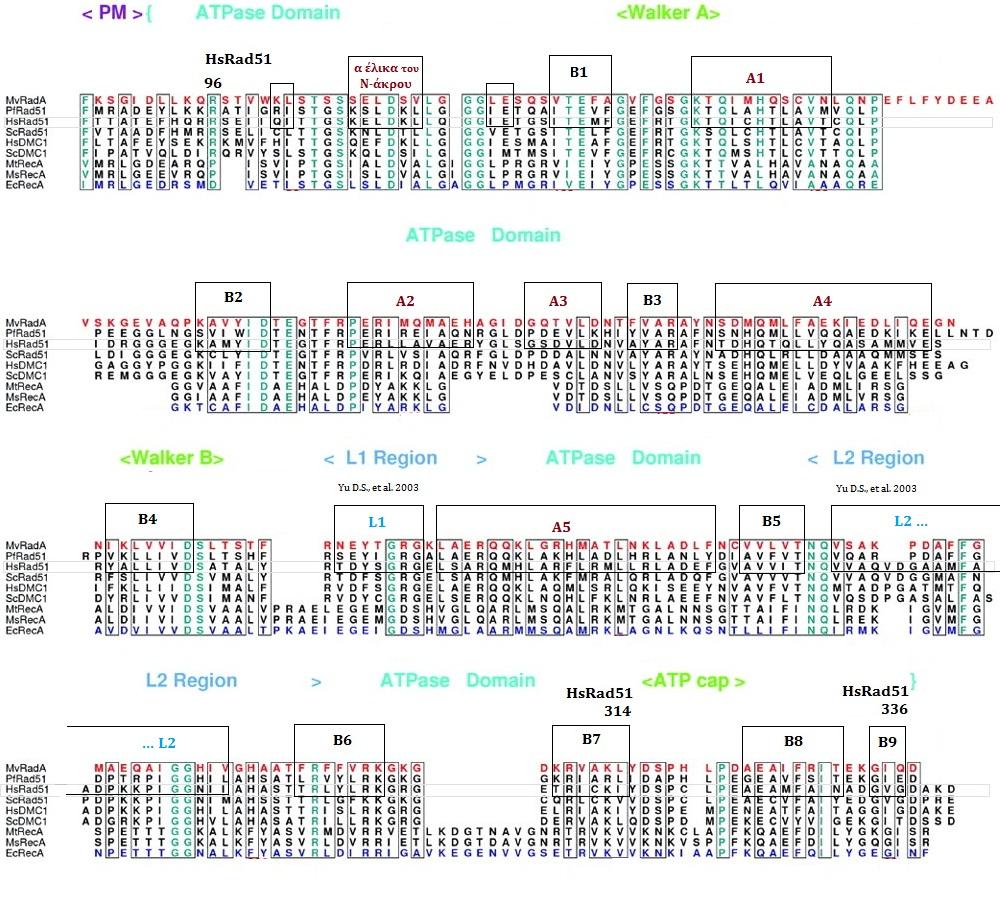 ΚΕΦΑΛΑΙΟ 12 ΑΠΟΤΕΛΕΣΜΑΤΑ Το Αυτοτελές Δομικό Στοιχείο ATPase της HsRAD51 Η ετερόκλητη, πολλαπλού σκοπού, περιοχή δέσμευσης πρωτεϊνών (ATPase domain) της RAD51 (αα 96-314) και τα σημαντικά κατάλοιπα