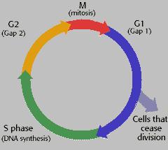 ΚΕΦΑΛΑΙΟ 1 ΚΥΤΤΑΡΙΚΟΣ ΚΥΚΛΟΣ Α. Γενικά για τον κυτταρικό κύκλο Α.1 Διαίρεση ή θάνατος κατά το "Νικάν ή θνήσκειν" Όλα τα κύτταρα προέρχονται από άλλα κύτταρα.