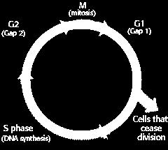 Για ν' αναπαραχθεί ένα κύτταρο πρέπει να διεκπεραιώσει μια ιεραρχική ακολουθία αντιδράσεων μέσω των οποίων πρώτα διπλασιάζει το περιεχόμενό του και μετά διαιρείται στα δύο.