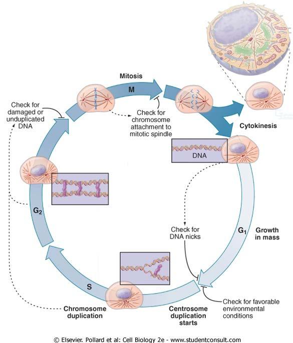 γενετικού υλικού (DNA) κατά τη φάση S (Pollard & Earnshaw 2002).