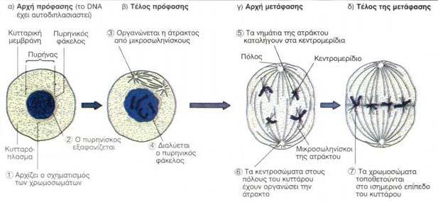 Πηγή: http://digitalschool.minedu.