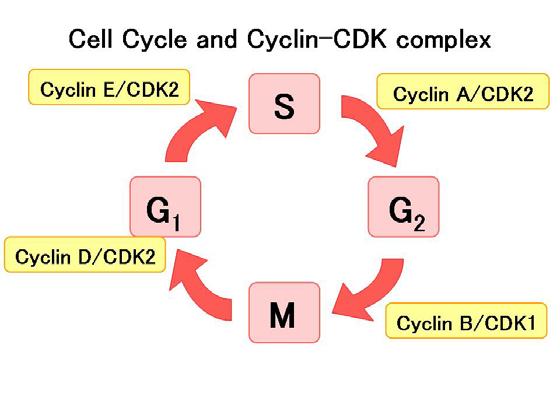 Όμως, παρά τις παραπάνω αλλαγές, το σύμπλοκο κυκλίνης-cdk είναι μόνο μερικώς ενεργοποιημένο.