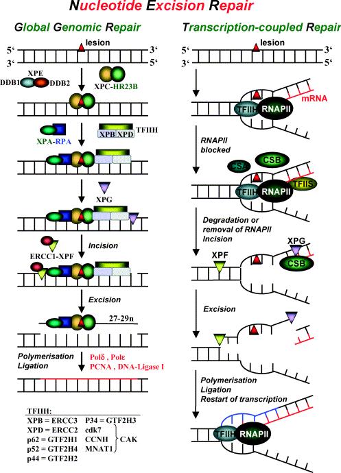 Β.4.2 Ο μηχανισμός της συνδεδεμένης με τη μεταγραφή επιδιόρθωσης (transcription coupled repair- TCR) περιλαμβάνει τα ακόλουθα στάδια : Αναστολή της RNA-πολυμεράσης ΙΙ (RNAPII): η απομάκρυνση γίνεται