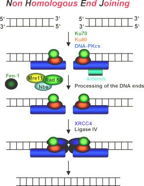 Εικόνα 13. Non Homologous End Joining - NHEJ Ο μηχανισμός επιδιόρθωσης των δίκλωνων σχάσεων του DNA με μη ομόλογη σύνδεση των άκρων Πηγή: Christmann et al 2003 Β.5.