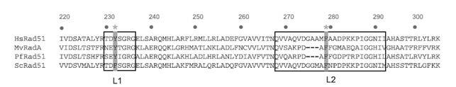 Συνοπτικά μπορούμε να πούμε ότι: μόρια μονόκλωνου DNA (ssdna) και δίκλωνου DNA (dsdna) δεσμεύονται στο εσωτερικό του ινιδίου νουκλεοπρωτεΐνης της RAD51 κατά μήκος του ελικοειδούς άξονα, σχηματίζοντας