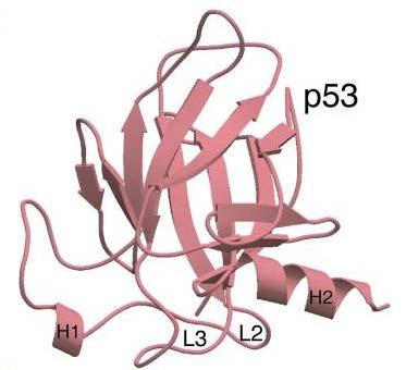 στο Α.Δ.Σ. p53cd μέσω της διεπαφής πρόσδεσης του DNA, αλληλεπιδρώντας, κυρίως, με τις L2 και L3 στροφές. Εικόνα 25. Δομή της πρωτεΐνης p53 (Πηγές: Friedler A. et al.