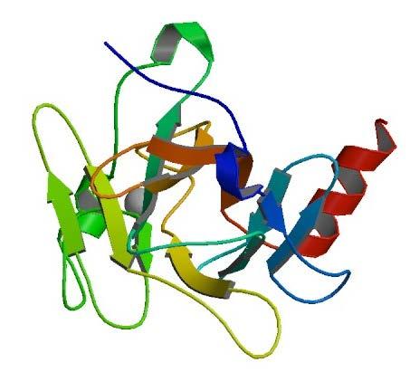 Γενικά για τη δομή της πρωτεΐνης BRCA2 Η πρωτεΐνη BRCA2, με ευαισθησία στο καρκίνο του μαστού, ελέγχει τη λειτουργία της RAD51, κατά την επιδιόρθωση του DNA μέσω του