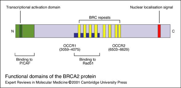 Η πρωτεΐνη BRCA2, με 3418 αα, εντοπίζεται στον πυρήνα κατά τη φάση S του κυτταρικού κύκλου κατά τη μίτωση, και ακόμη εκφράζεται σε μεγάλη ποσότητα, κατά τη διάρκεια της