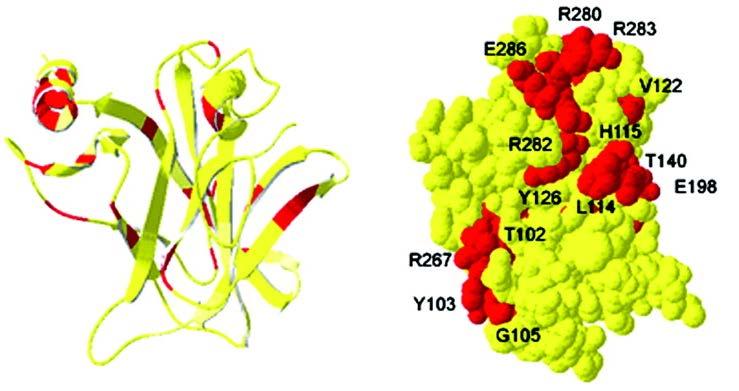 Η γενική θέση δέσμευσης πρωτεΐνης στο κεντρικό Α.Δ.Σ. της p53. Αριστερά το σημείο σύνδεσης του πεπτιδίου FL-CDB81 στο κεντρικό Α.Δ.Σ. της p53. Τα σημαντικά κατάλοιπα με κόκκινο χρώμα.