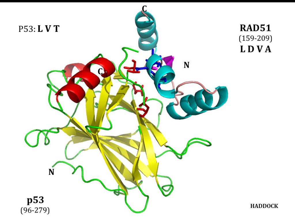 κεντρικού Α.Δ.Σ. p53cd λειτουργεί με μια γενική ηλεκτροστατική αλληλεπίδραση ή με ειδική σύνδεση με κάθε πρωτεΐνη-στόχο. Τα πεπτίδια που περιέχουν Asp184 και Asp187 δεσμεύονται στο Α.Δ.Σ. p53cd πολύ πιο σφιχτά από ότι τα άλλα πεπτίδια.