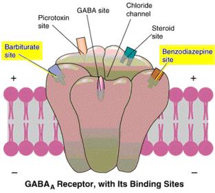 ΜΗΧΑΝΙΣΜΟΣ ΔΡΑΣΗΣ : Ενίσχυση δράσης του GABA GABA : ανασταλτικός νευρομεταβιβαστής του ΚΝΣ GABA Α υποδοχέας: αντλία ιόντων Cl -, αποτελούμενη από 5 υπο-ομάδες, με συγκεκριμένα σημεία σύνδεσης για