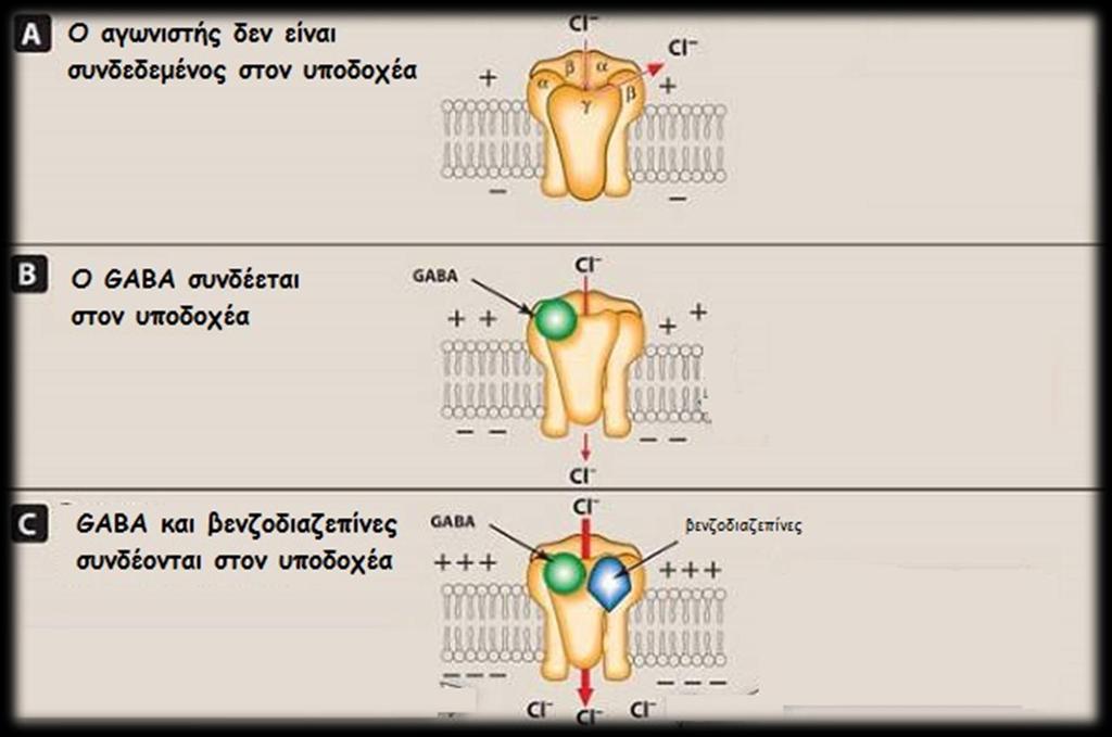 ΒΕΝΖΟΔΙΑΖΕΠΙΝΕΣ Ενίσχυση ανασταλτικής δράσης GABA, ενισχύοντας την σύνδεσή του με τον υποδοχέα του και αυξάνοντας τον χρόνο διάνοιξης των καναλιών ιόντων Cl - Ο υποδοχέας είναι άδειος και ο δίαυλος