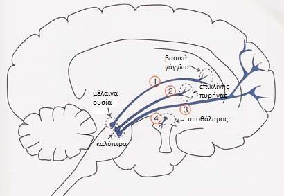 Ντοπαμινεργικά συστήματα του εγκεφάλου Η ντοπαμίνη δρα σε πολλά σημεία του σώματος, αλλά είναι εξαιρετικά σημαντική στον εγκέφαλο. Είναι ένας από τους κύριους νευροδιαβιβαστές στο ΚΝΣ 1.