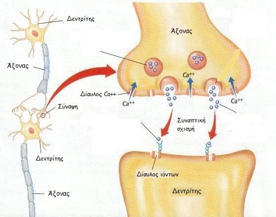 Αρχές χημικής συναπτικής διαβίβασης 1 ΔΕ φτάνει στην απόληξη του προσυνατπικού νευρώνα Νευροδιαβιβαστής εντός των κυστιδίων 2 Ανοίγουν τασεοελεγχόμενοι δίαυλοι Ca 2+ και Ca ρέει