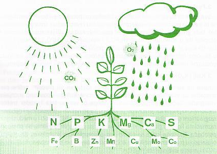 DEFINICIJA I PODJELA GNOJIVA Gnojiva ili fertilizatori: sve tvari organskog ili mineralnog