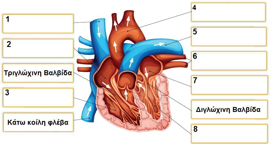 ΕΡΩΤΗΣΗ 4 α) Να συμπληρώσετε τις ενδείξεις στο πιο κάτω μοντέλο της ανθρώπινης καρδιάς, αξιοποιώντας τις ακόλουθες έννοιες που παρατίθενται αλφαβητικά: Άνω κοίλη φλέβα, Αορτή, Αριστερή κοιλία,