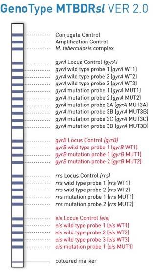 inha) MTBDRsl (gyra, rrs,