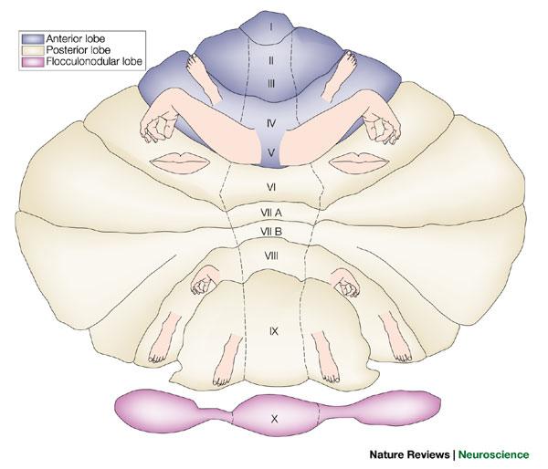 Mozoček Mozoček Pars flocculonodularis Aferentné vlálna z vestibulárnych jadier pedunculus cerebellaris inferior informácie o pohybe a polohy hlavy Eferentné