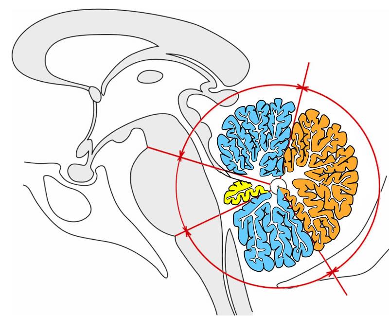 Vestibulopsinalis) a pohyby očí Spoje s miechou Priame aj nepriame spinocerebellárbne dráhy Priame zo svalových vretienok, šľachových teliesok a kožných