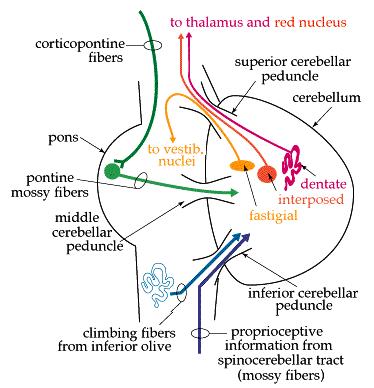 vysielaných k motoneurónom a o pohyboch ktoré sú nimi vyvolané Spoje s MK Cez pontinné jadrá informácie z MK do hemisfér mozočka Somatotopické usporiadanie