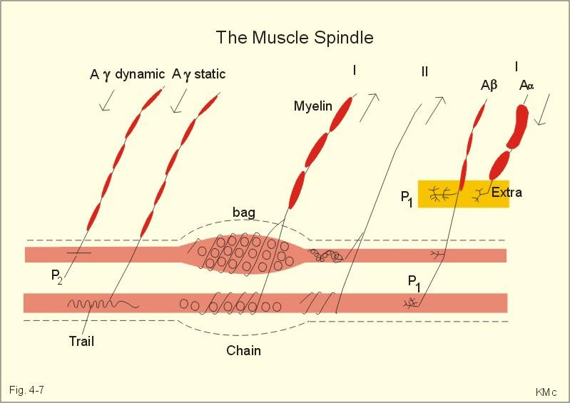 Proprioceptívne reflexy Základné elementy spinálnej motoriky Receptory svalové vretienka a šľachové telieska Efektory - svaly Svalové vretienko Uložené vo svale intrafuzálne Priečne pruhovanie len